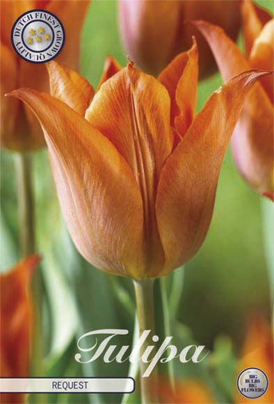 Tulip Triumph Request 10-pakning (NY)